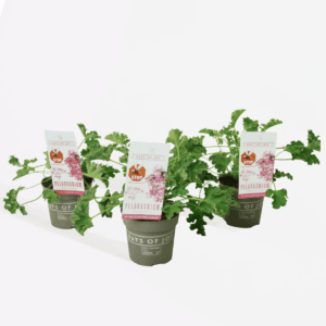 Pelargonium Capitatum 'Anti-Muggenplant' - 3 Stuks