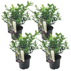 Sarcococca Confusa - Set Van 4 - Vleesbes