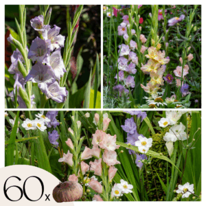 Gladiolus Gladiolen - Mix Van 60 - Gladiolen - Bloembollen