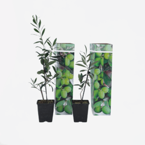Olea Europaea - 2 Stuks - Olijfstruikjes