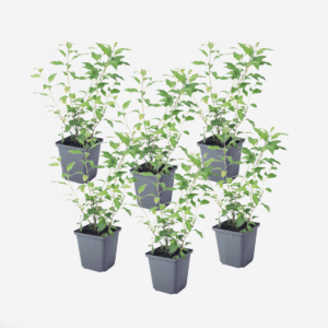 Solanum Rantonnetii 'Nachtschade' - 6 Stuks
