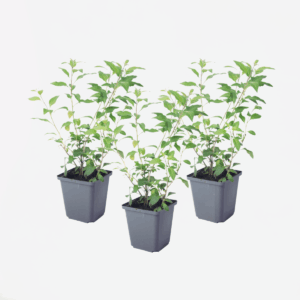 Solanum Rantonnetii 'Nachtschade' - 3 Stuks