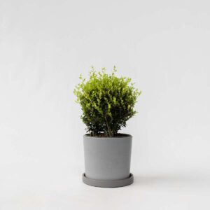 Ilex Crenata - Japanse Hulst
