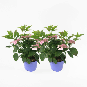 Hydrangea 'Magic Pillow' - Set Van 2 - Hortensia