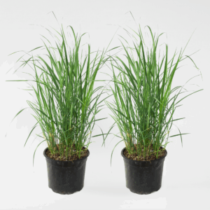 Calamagrostis 'Karl Foerster' - Set Van 2 - Siergras