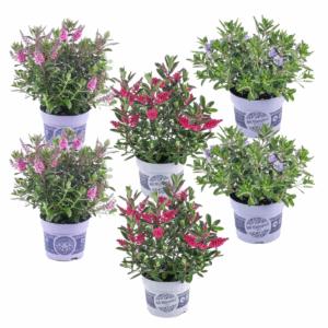 Hebe 'Siara', 'Ranaia', 'Samona' - Mix Van 6