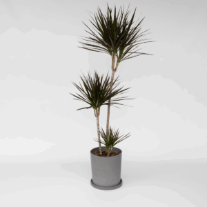 Dracaena Marginata - Xl Drakenbloedboom
