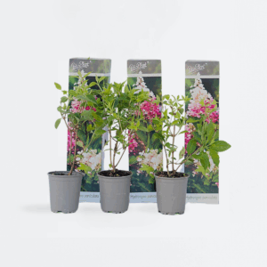 Hortensia 'Pink Lady' - Set Van 3