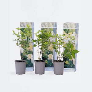 Hydrangea 'Phantom' - Set Van 3 - Hortensia