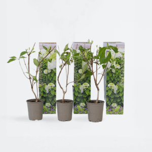 Hydrangea 'Silver Dollar' - Set Van 3 - Hortensia
