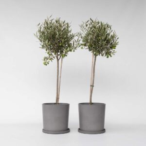 Olea Europaea - Set Van 2 - Olijfboom