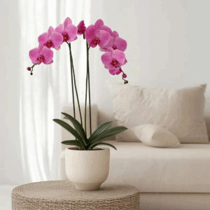 Kamerplant
