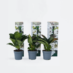 Hortensia 'Teller' - Set Van 6 - Wit - Hydrangea