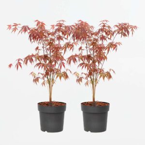 Acer Palmatum 'Atropurpureum' - Set Van 2 - Japanse Esdoorn