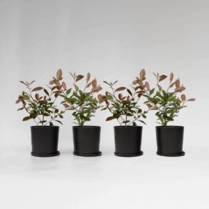 Photinia Fraseri 'Red Robin' - Set Van 4