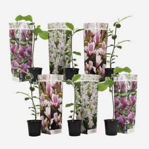 Magnolia - Mix Van 6 - Susan, Soulangeana, Stellata