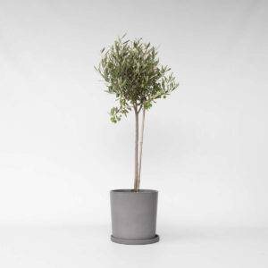 Olea Europaea - Olijfboom