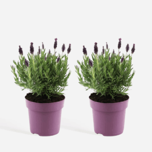 Lavandula Stoechas 'Anouk' - Set Van 2 - Lavendel