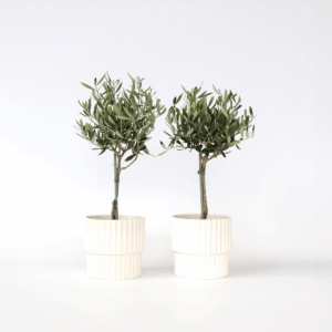 Olea Europaea - Set Van 2 - Olijfboom Op Stam