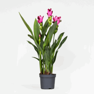 Curcuma 'Siam Splash' - Siamese Tulp