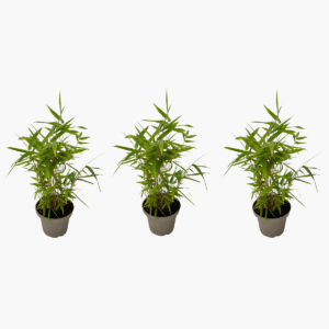 Fargesia Nitida 'Black Dragon' - 3 Stuks - Bamboe