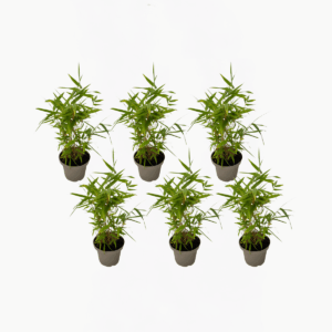 Fargesia Nitida 'Black Dragon' - 6 Stuks - Bamboe